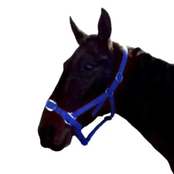 Gamme du Maréchal Licol en biothane - Bleu roi