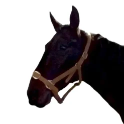 Gamme du Maréchal Licol en biothane - Marron