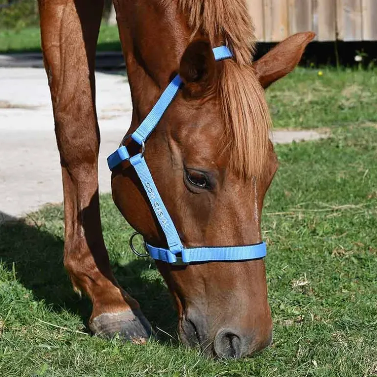 Gamme du Maréchal Licol Nylon Triple Épaisseur - Orange