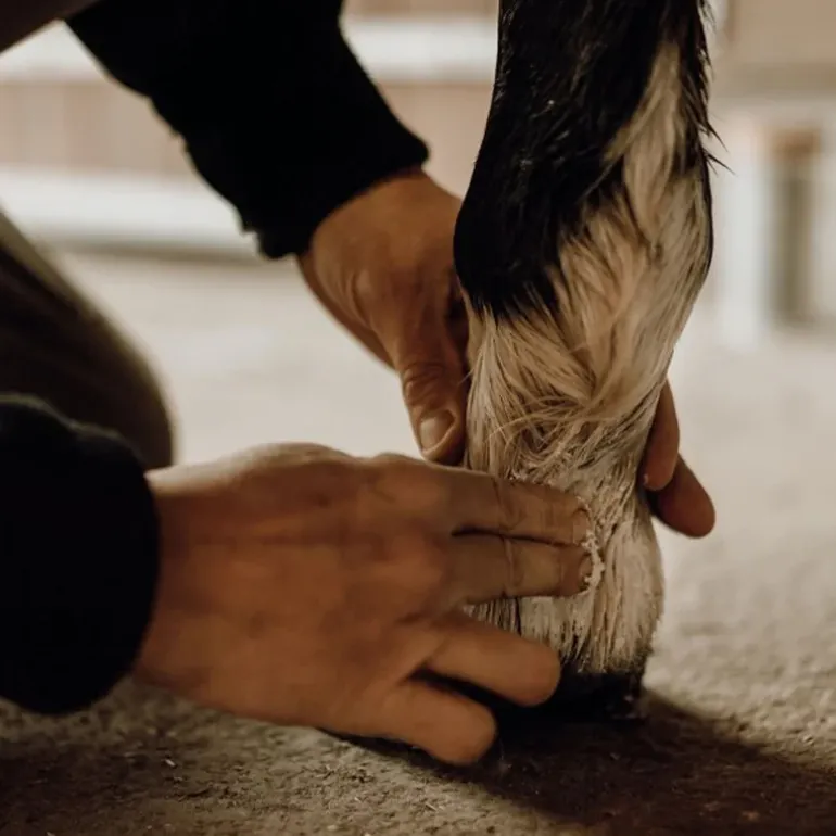 Nellumbo Baume Protecteur & Hydratant